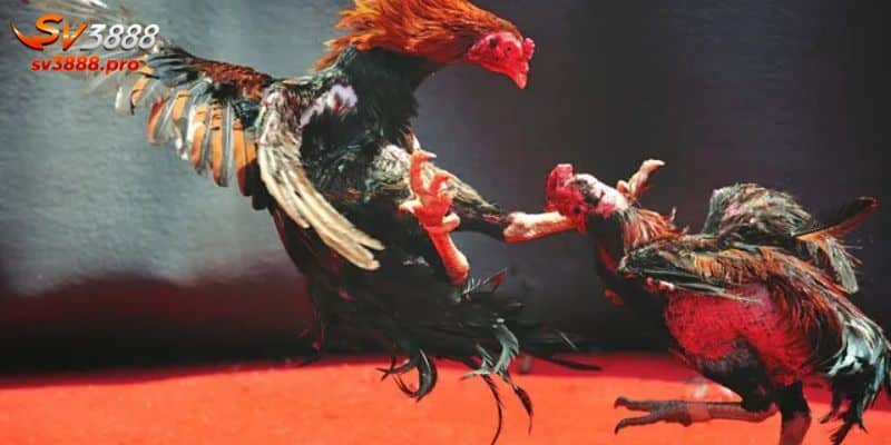 Có nhiều giải đấu đá gà cho cược thủ