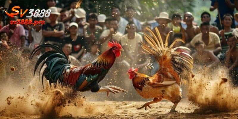 Chiến lược đặc biệt khi tham gia các trận đấu gà cựa tròn