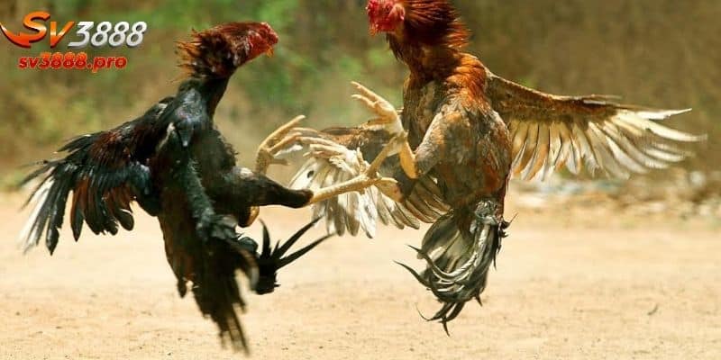 Giới thiệu sơ lược về đá gà c1