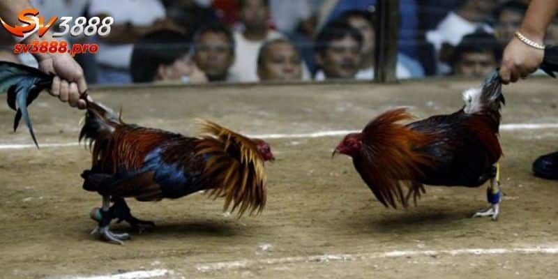 Các yếu tố để bạn chọn được gà tốt