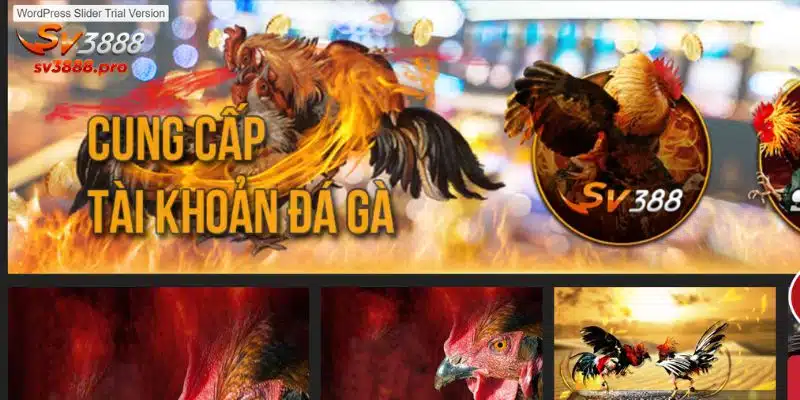 Giới thiệu tổng quan về các thông tin của nhà cái đá gà SV388